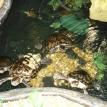 Turtles