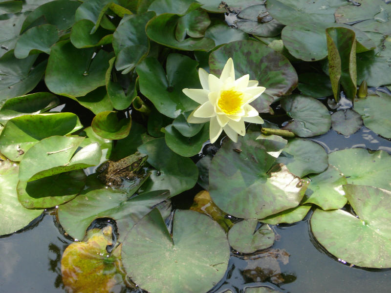 frog in the pond