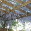 Wisteria